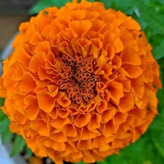 شاخه گل جعفری پابلند پرپر گل