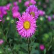 بذر گل ستاره ای پابلند پرگل الوان