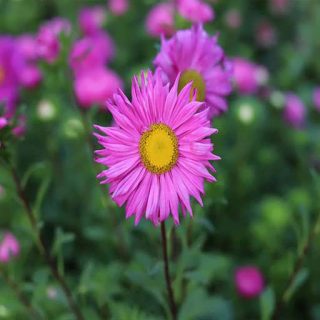 بذر گل ستاره ای پابلند پرگل الوان