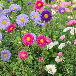 بذر گل ستاره ای پابلند پرگل الوان در حیاط