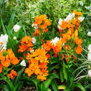 گل ستاره ای پابلند پرگل نارنجی در حیاط