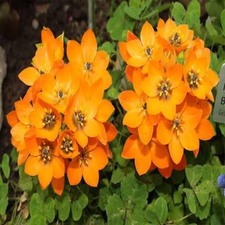 گل ستاره ای پابلند پرگل نارنجی در زمین