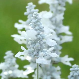 بذر گل سلوی (مريم گلی) پابلند گلریز پرگل سفید