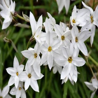 شاخه گل ستاره ای پابلند پرگل سفید