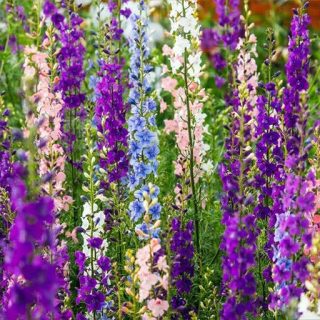 گل زبان در قفا (دلفینیوم) پابلند الوان در حیاط