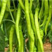 شاخه چیلی سبز ترکی (فلفل تاج)