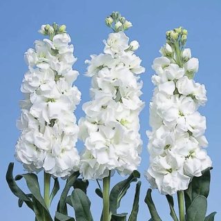 ساقه گل صابونی سفید