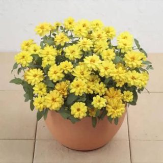 گل نازآفتابی پرپر زرد (گلدانی) زیبا