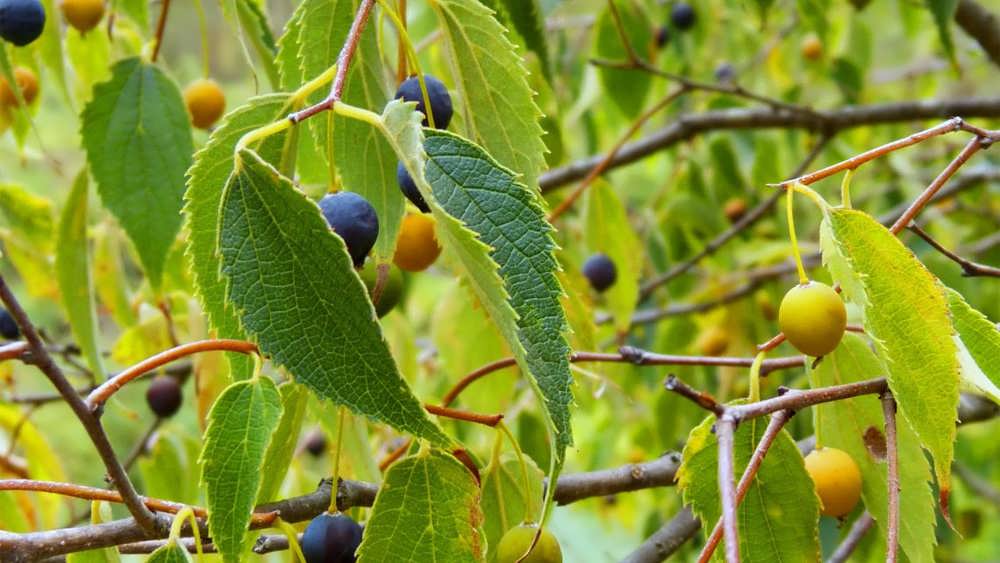 میوه های درخت داغداغان