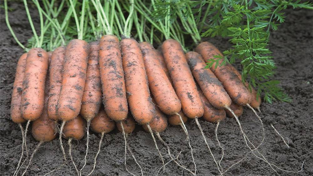 هویج آدلاید