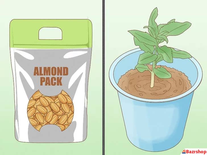 بذر و نهال درخت بادام