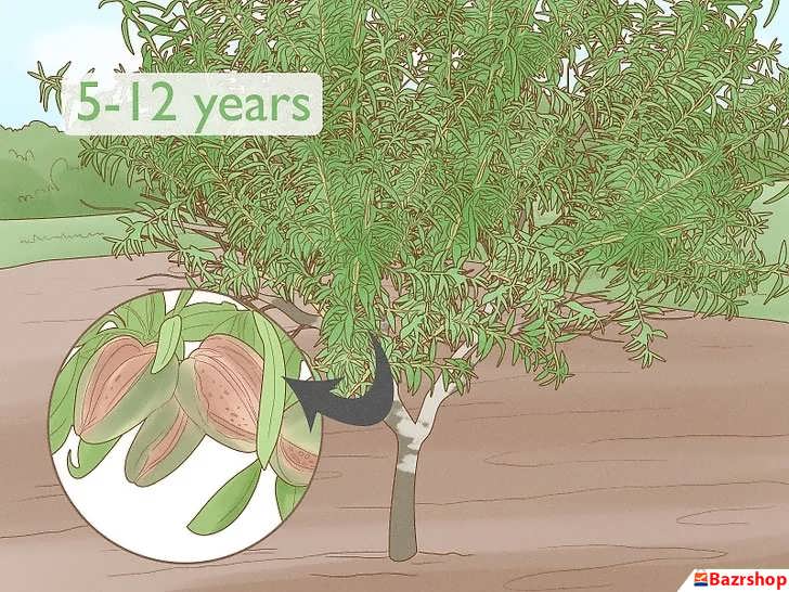 باردهی درخت بادام