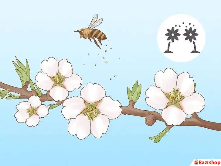 گرده افشانی