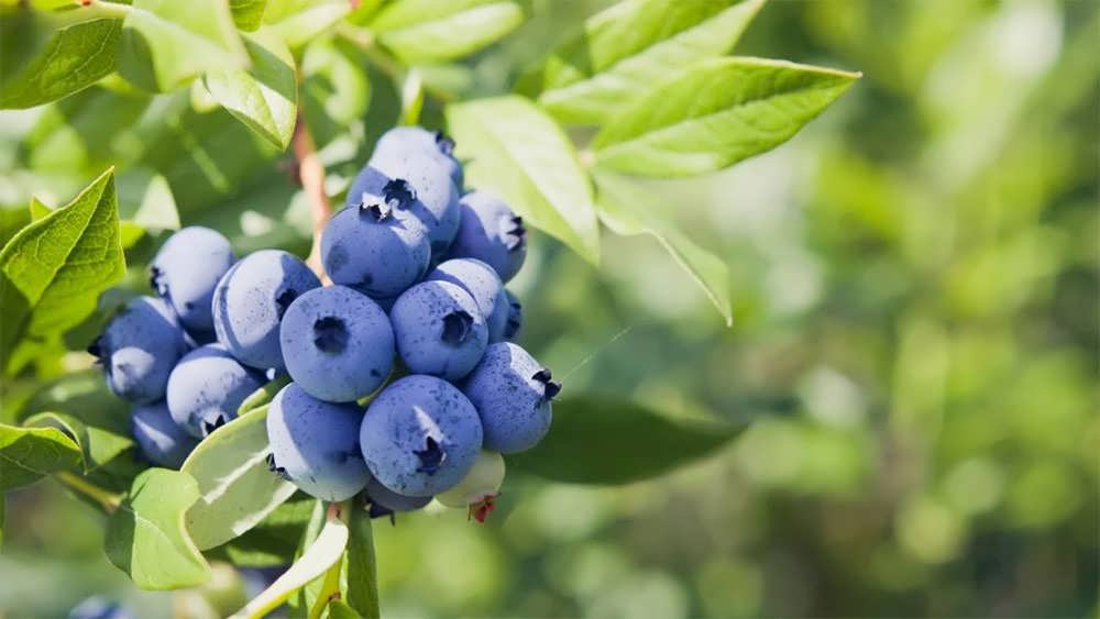 بلوبری آنلانتیک