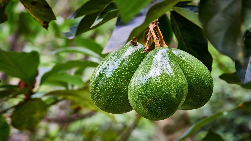 میوه آووکادو