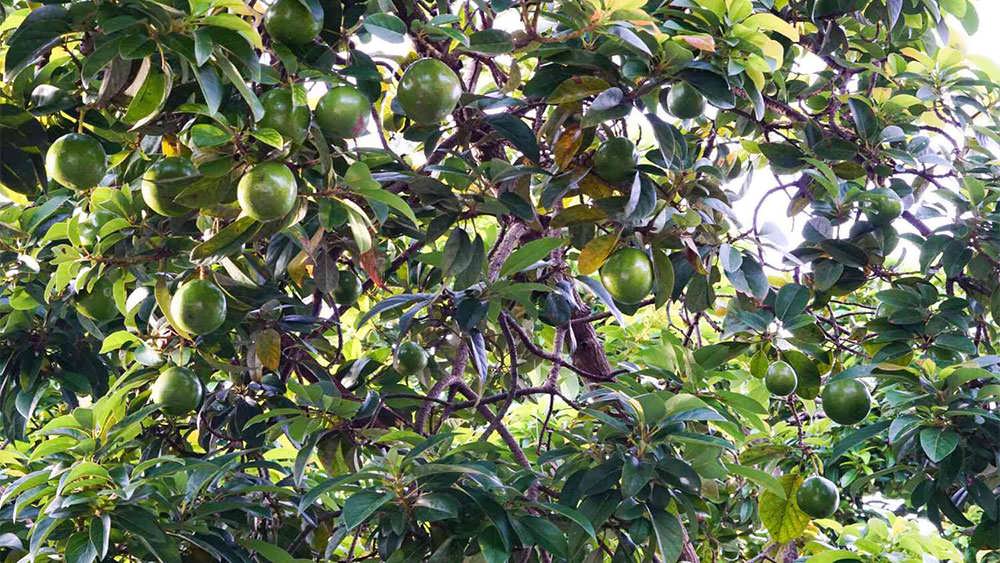 برگهای درخت آووکادو