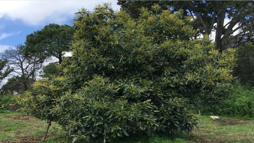 درخت اووکادو