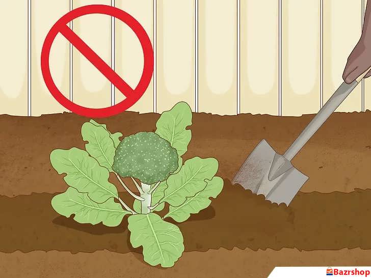 عدم شخم زدن خاک