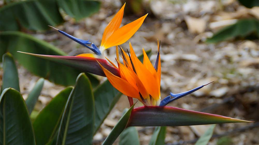 پرنده بهشتی زیبا