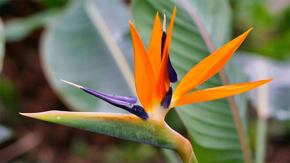 گل پرنده بهشتی