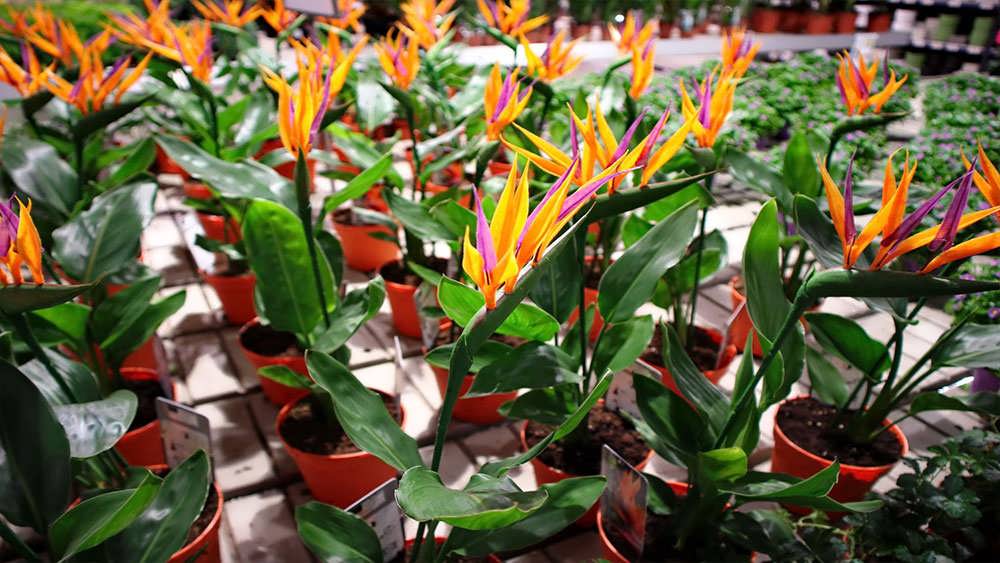 باغ گل پرنده بهشتی