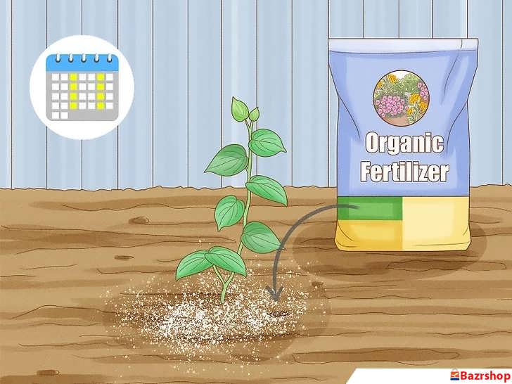 برنامه کوددهی فلفل سیاه