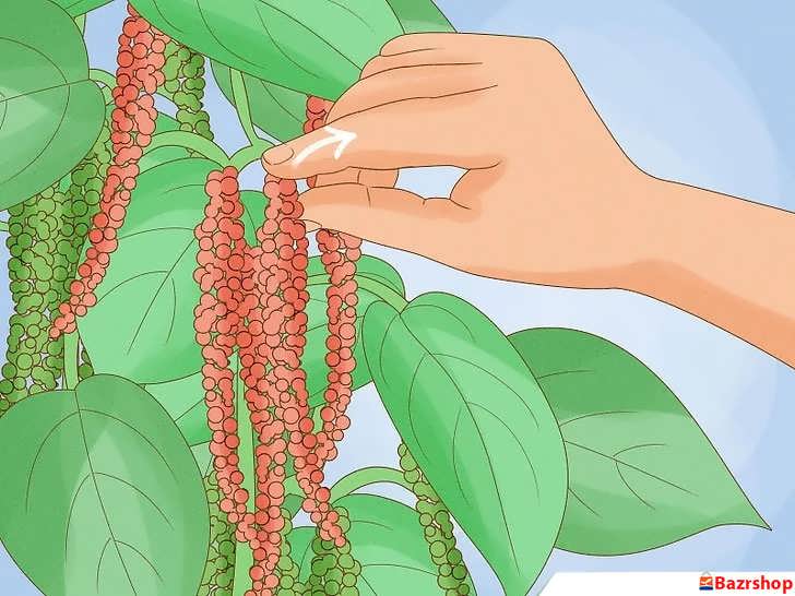 روش برداشت فلفل سیاه