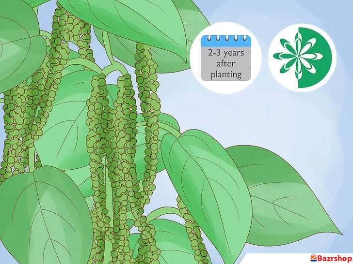 برداشت فلفل سیاه