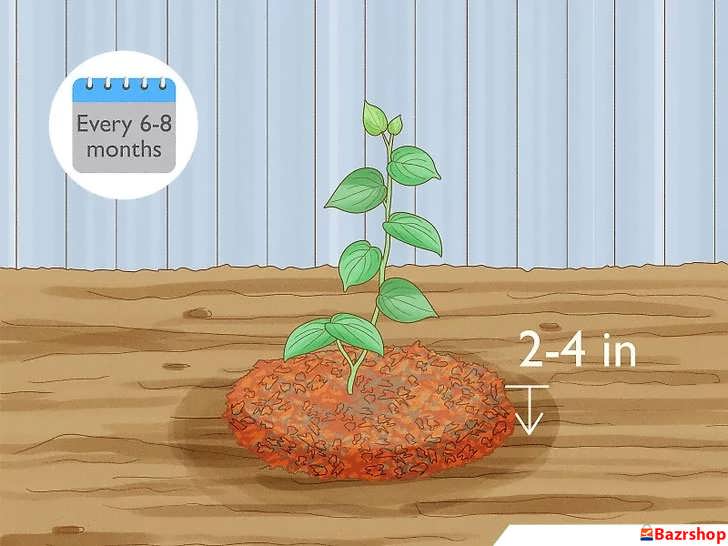 مالچ پاشی فلفل سیاه