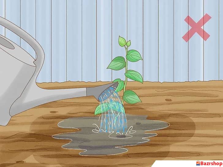 آبیاری بیش از حد فلفل سیاه