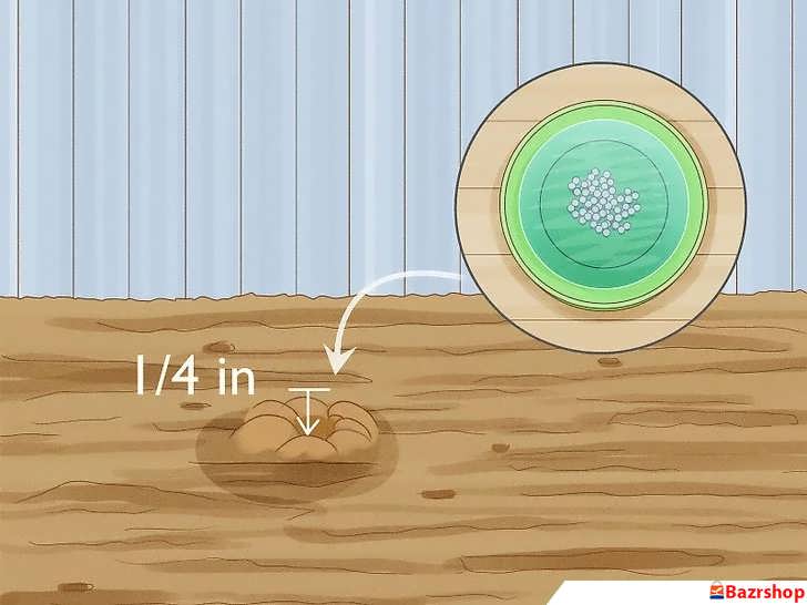 عمق کاشت فلفل سیاه