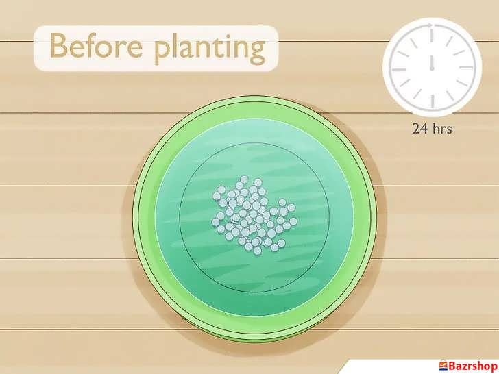 خیساندن دانه های فلفل سیاه