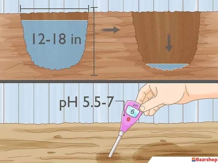 ویژگی های خاک فلفل سیاه