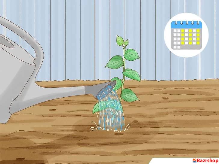 برنامه آبیاری فلفل سیاه