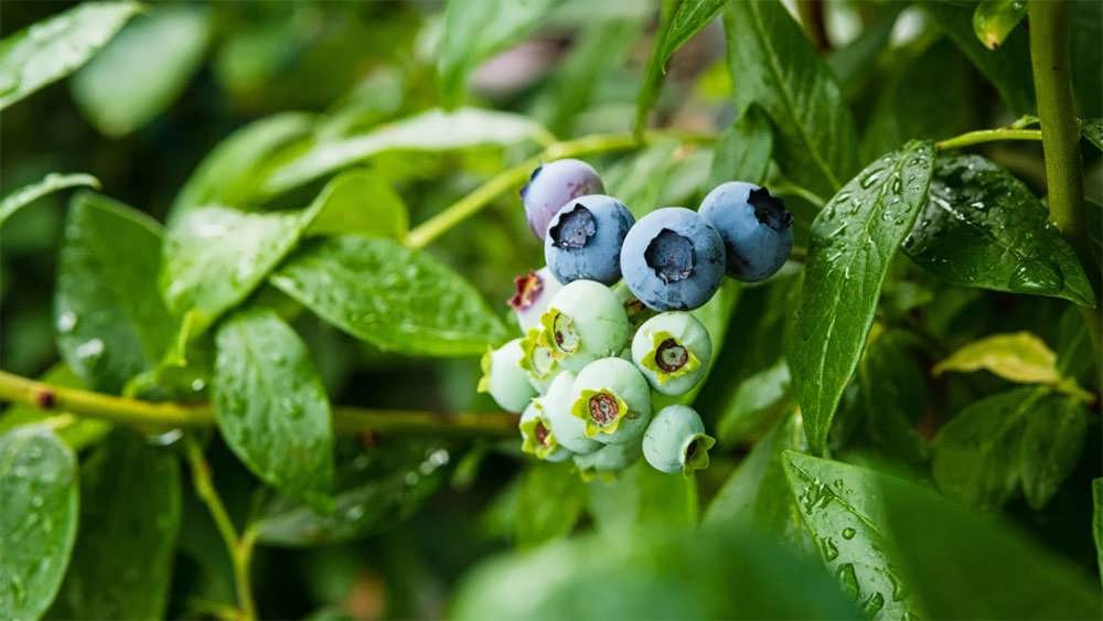 بلوبری بلوکراپ