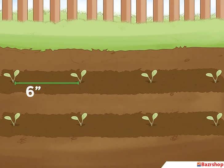 فاصله نشاهای بروکلی