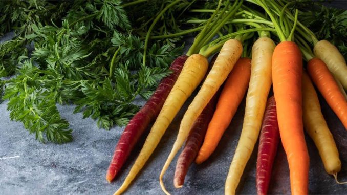 پس زمینه انواع هویج