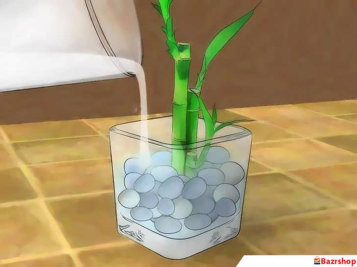 تعویض آب برای بامبو