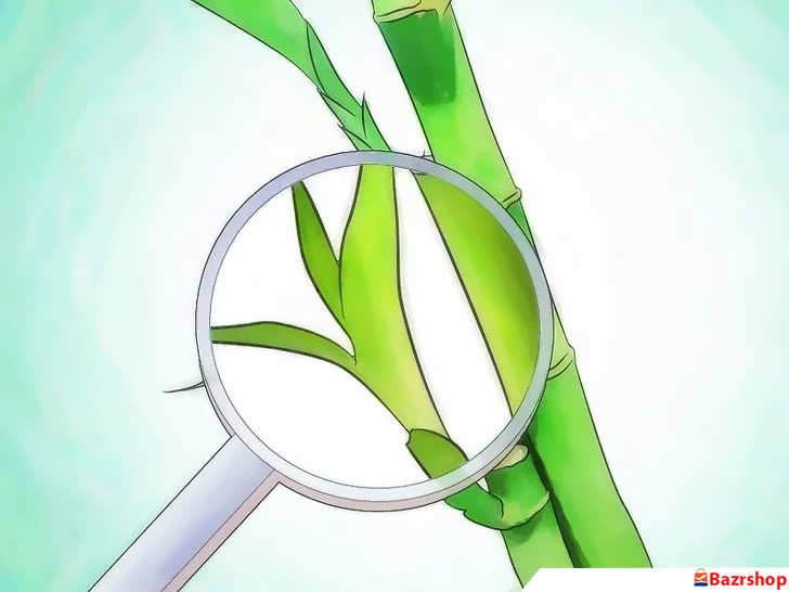 بررسی رنگ برگ های بامبو