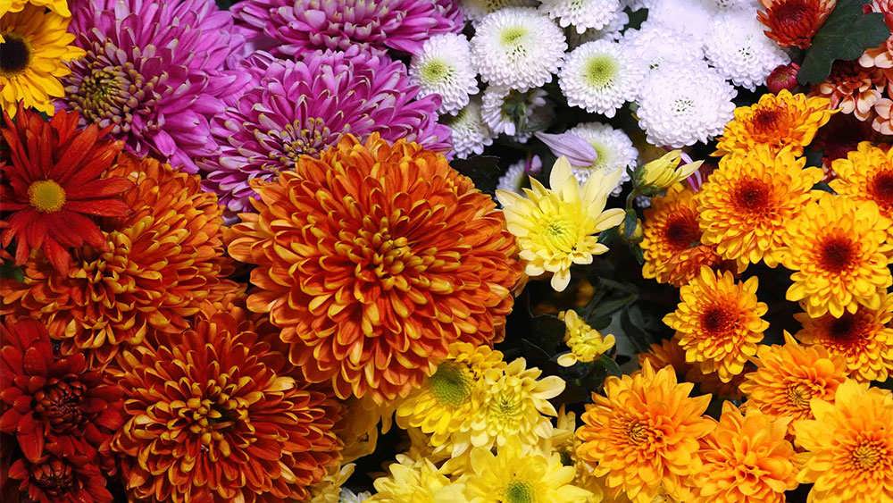 باغ گلهای داوودی