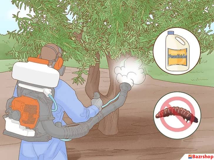 مبارزه با آفت کرم شاخه خوار