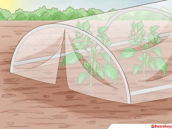 پوشاندن فلفل دلمه ای سبز