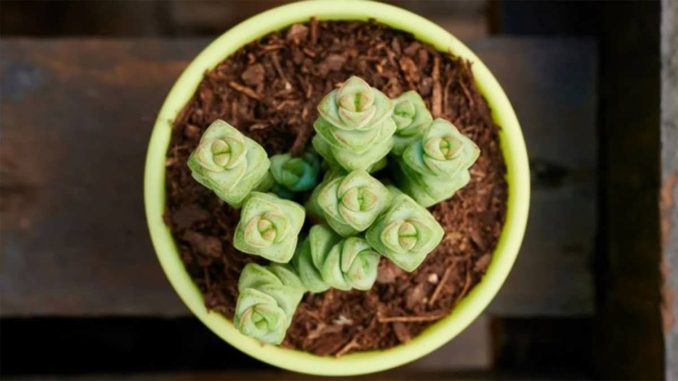 پس زمینه کراسولا