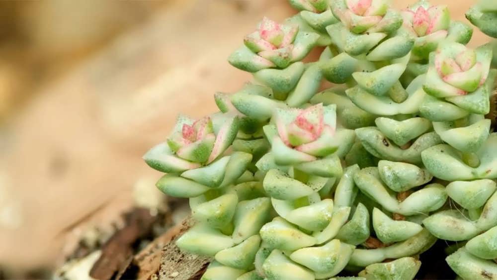 کراسولا بریفی فولیا