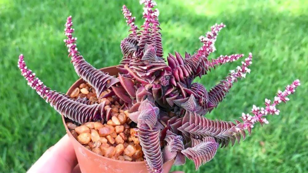 کراسولای قرمز