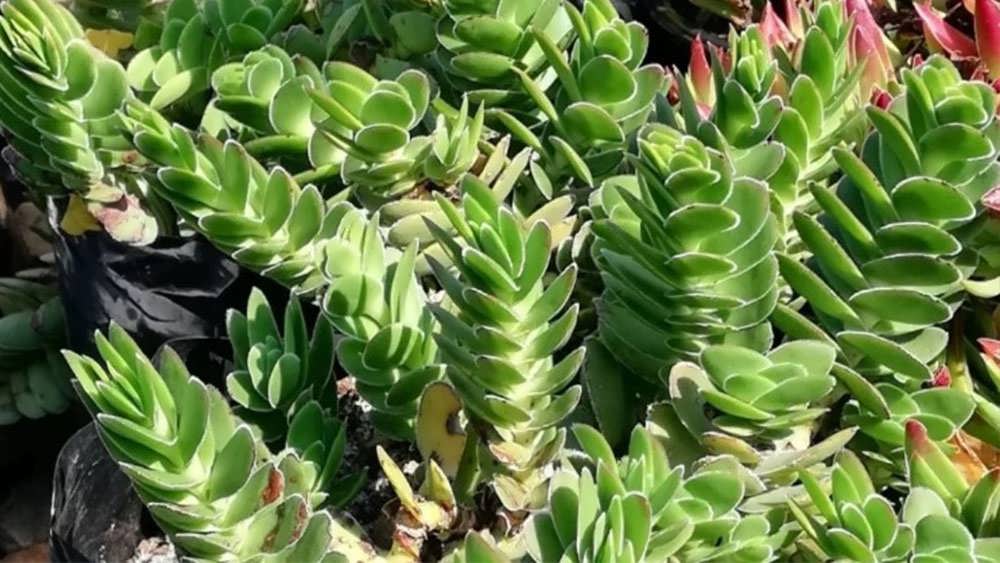 کراسولا سیلیاتا