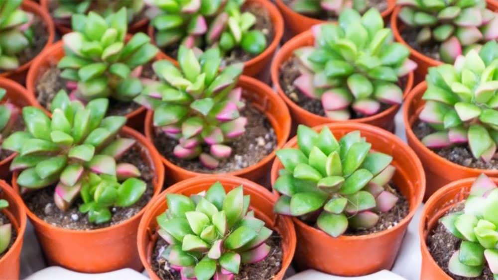 کراسولا کلاواتا