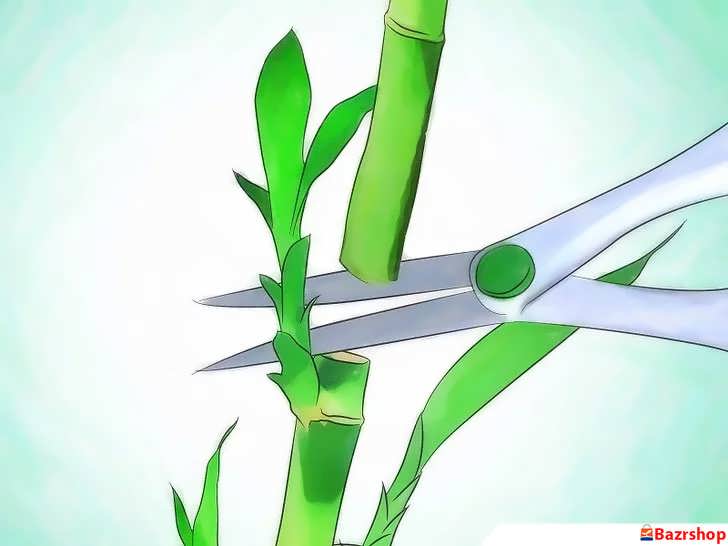 بریدن ساقه بامبو خوش شانس