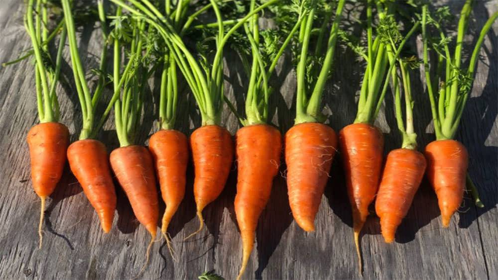 هویج دانورس