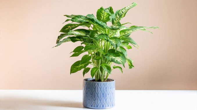 پس زمینه دیفن باخیا